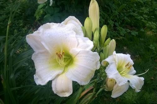 Лилейник под деревом. Лилейник (70 фото): виды и особенности ухода