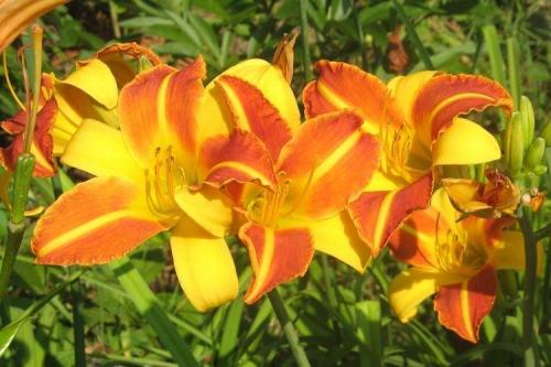 Лилейник под деревом. Лилейник (70 фото): виды и особенности ухода