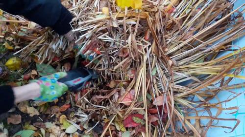 Лилейник уход осенью. Уход за лилейниками осенью и подготовка к зиме — надо ли укрывать цветы в Подмосковье и других регионах