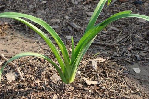 Лилейник под деревом. Лилейник (70 фото): виды и особенности ухода