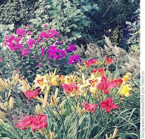 Уход за лилейниками осенью и подготовка к зиме. Подготовка лилейников к зиме, или Зачем обрезать цветы осенью