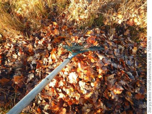 В чем разница между заготовками из листьев дуба и другими листовыми зелеными культурами. И дубовым листьям найдется применение. Как бесплатно избавиться от сорняков