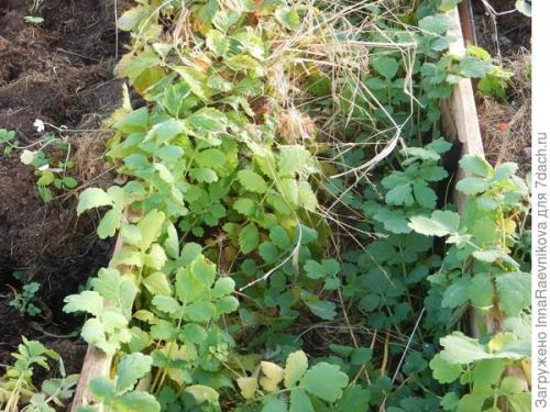 В чем разница между заготовками из листьев дуба и другими листовыми зелеными культурами. И дубовым листьям найдется применение. Как бесплатно избавиться от сорняков