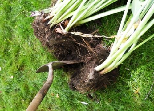 Когда сажать лилейники осенью в зависимости от региона. Как правильно посадить лилейник осенью 05