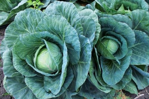 С чем можно садить чеснок. Соседи чеснока, с чем можно и нельзя сажать рядом