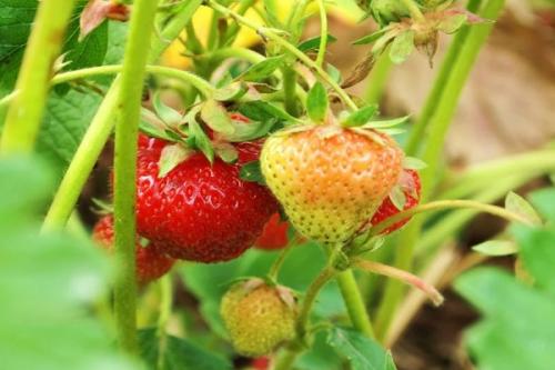 С чем можно садить чеснок. Соседи чеснока, с чем можно и нельзя сажать рядом