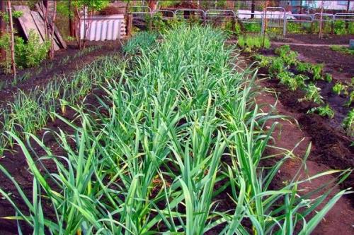 С чем можно садить чеснок. Соседи чеснока, с чем можно и нельзя сажать рядом