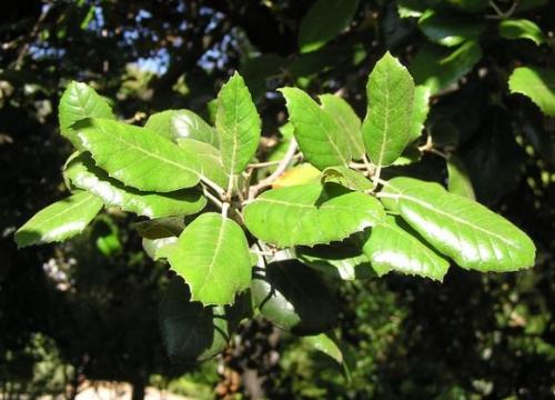 Какие витамины и минералы содержатся в листьях дуба. Дуб обыкновенный – польза и вред для организма. Лечебные свойства коры, листьев и желудей