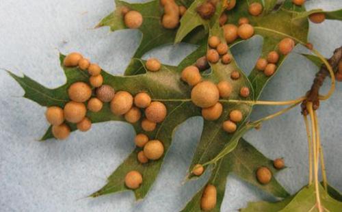 Листья дуба: полезные свойства и противопоказания, которые нужно знать 02 Листья дуба: полезные свойства и противопоказания, которые нужно знать 02