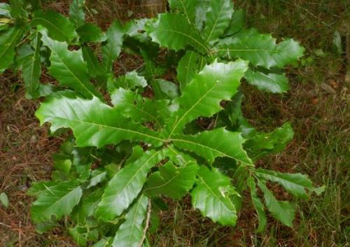 Какие витамины и минералы содержатся в листьях дуба. Дуб обыкновенный – польза и вред для организма. Лечебные свойства коры, листьев и желудей