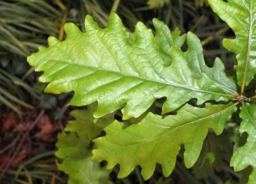 Какие витамины и минералы содержатся в листьях дуба. Дуб обыкновенный – польза и вред для организма. Лечебные свойства коры, листьев и желудей