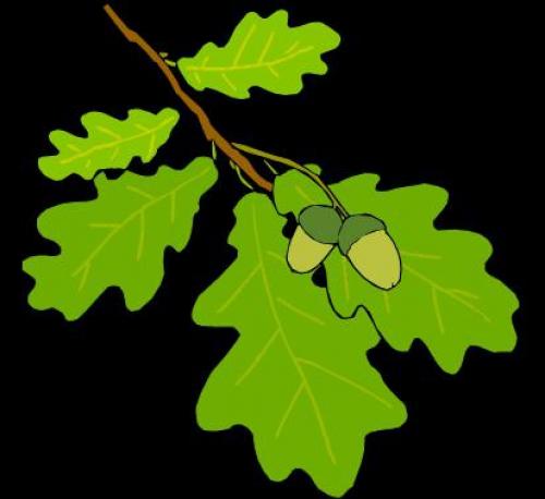 Листья дуба: полезные свойства и противопоказания, которые нужно знать 01 Листья дуба: полезные свойства и противопоказания, которые нужно знать 01