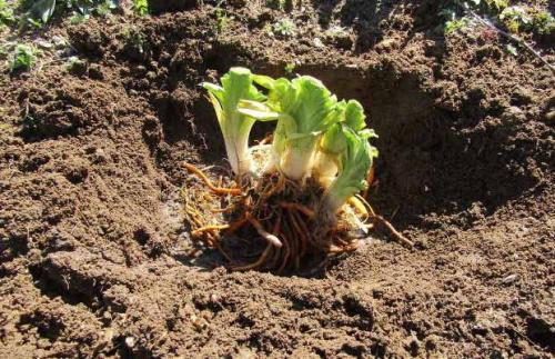 Лилейник когда сажать. Как размножить лилейник?