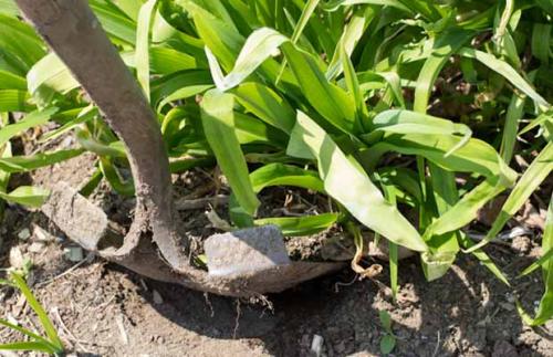 Лилейник когда сажать. Как размножить лилейник?