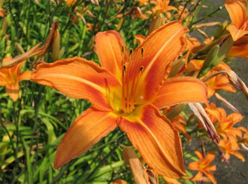 Посадка лилейников осенью. Лилейники в открытом грунте – посадка, уход, размножение, фото цветов