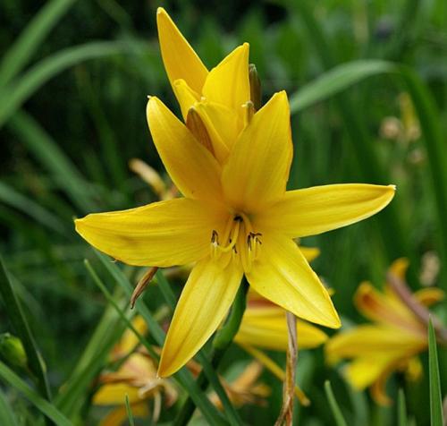 Посадка лилейников осенью. Лилейники в открытом грунте – посадка, уход, размножение, фото цветов