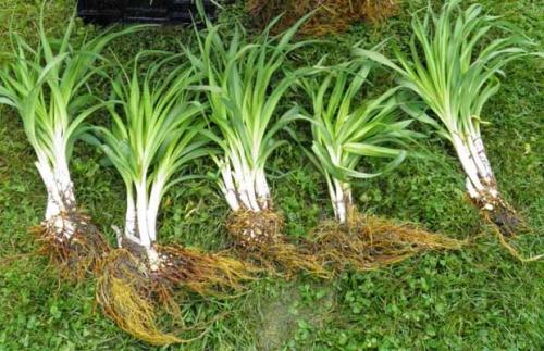 Лилейник когда сажать. Как размножить лилейник?