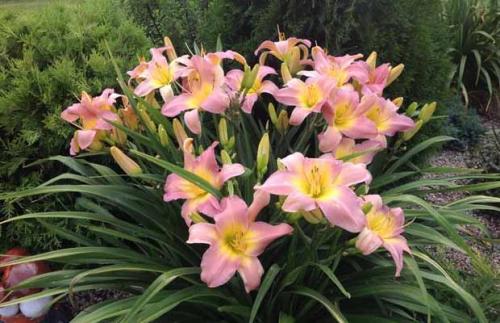 Лилейник когда сажать. Как размножить лилейник?