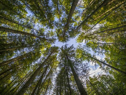 Дуб обыкновенный или черешчатый: король леса 03 Дуб обыкновенный или черешчатый: король леса 03