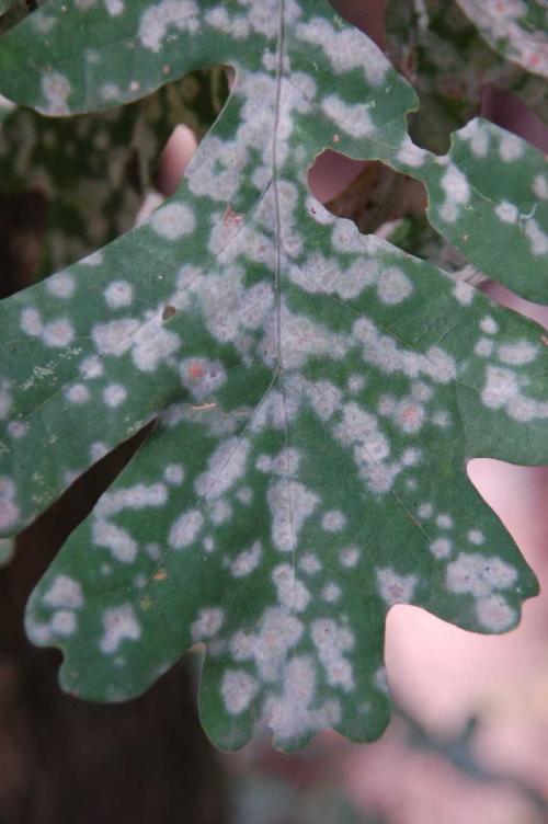 Дуб обыкновенный или черешчатый: король леса 02 Дуб обыкновенный или черешчатый: король леса 02