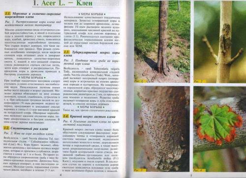 Дуб обыкновенный или черешчатый: король леса 01 Дуб обыкновенный или черешчатый: король леса 01