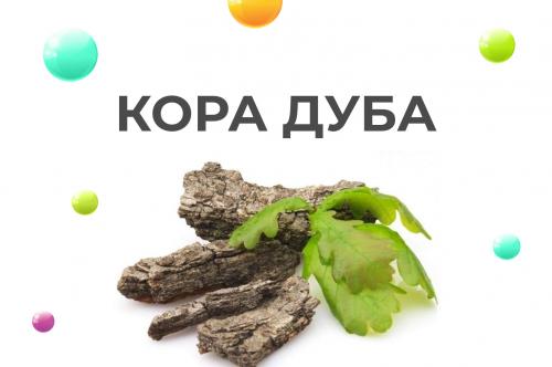 Дуб обыкновенный или черешчатый: король леса 05 Дуб обыкновенный или черешчатый: король леса 05