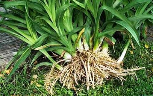 Как правильно посадить лилейники осенью. Когда пересаживать лилейники осенью, сроки пересадки на другое место 01