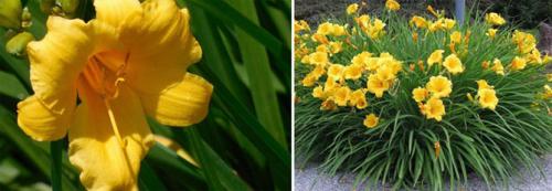 Как правильно пересадить лилейник. Лилейники в открытом грунте – посадка, уход, размножение, фото цветов