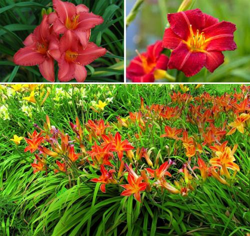 Как правильно пересадить лилейник. Лилейники в открытом грунте – посадка, уход, размножение, фото цветов