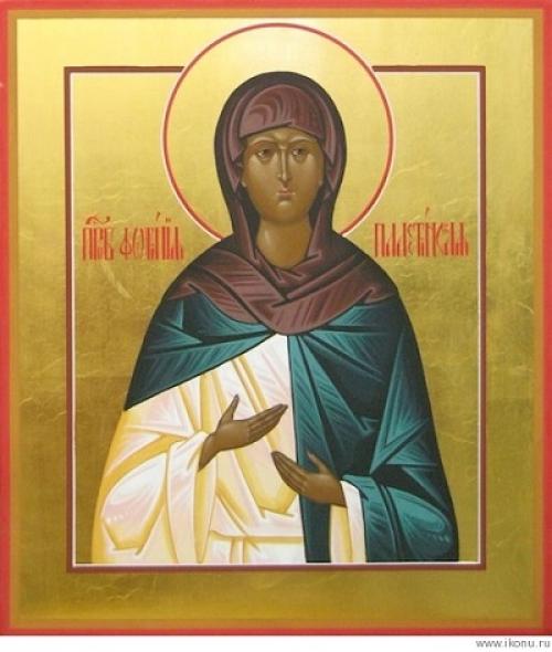 Фотиния вредители и болезни. Фотиния (Photinia) 01