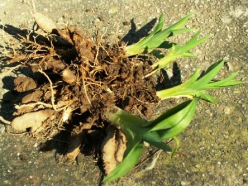 Как правильно посадить лилейники осенью. Когда пересаживать лилейники осенью, сроки пересадки на другое место 04