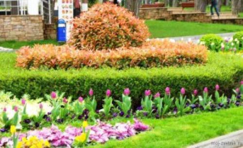 Фотиния на штамбе. Фотиния Фразера (Photinia fraseri)