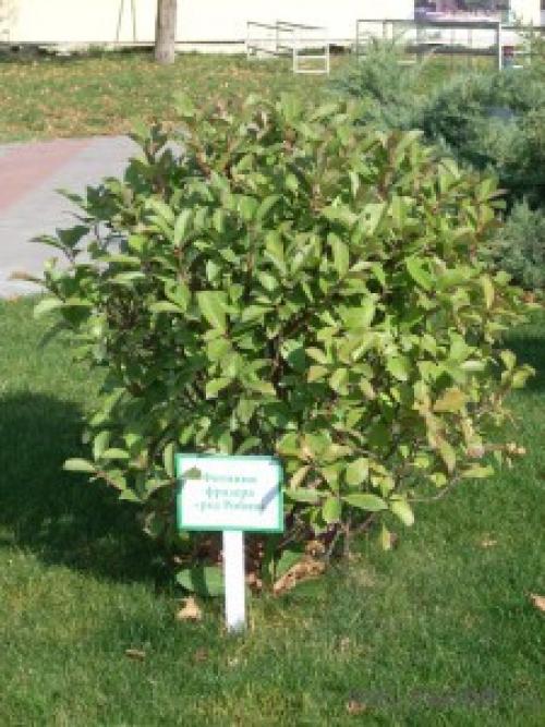 Фотиния на штамбе. Фотиния Фразера (Photinia fraseri)