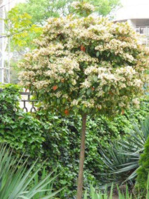 Фотиния на штамбе. Фотиния Фразера (Photinia fraseri)