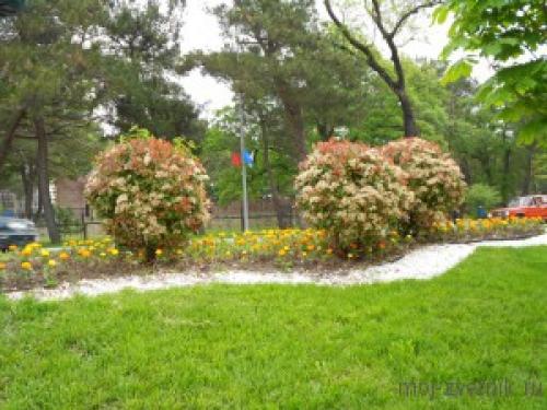 Фотиния на штамбе. Фотиния Фразера (Photinia fraseri)