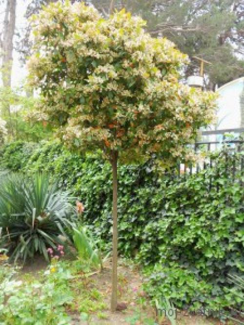 Фотиния на штамбе. Фотиния Фразера (Photinia fraseri)