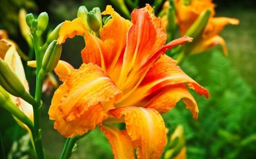 Как правильно пересадить лилейник. Лилейники в открытом грунте – посадка, уход, размножение, фото цветов