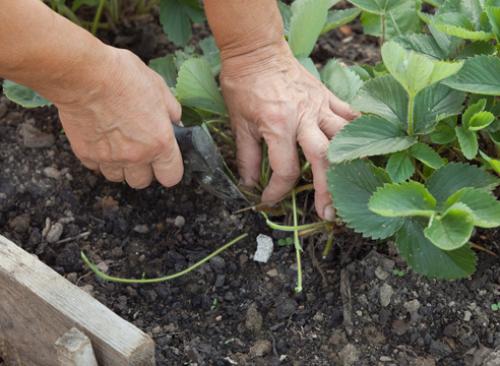 Уход за клубникой после плодоношения. Клубника: уход после сбора урожая