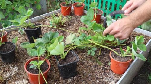 Какие ошибки при обрезке клубники летом могут навредить растению. Когда проводить обрезку?