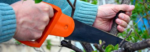 Как омолодить клубничные кусты для богатого урожая 11