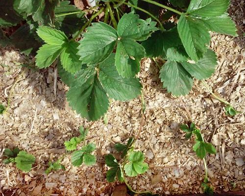 Нужно ли обрезать все усы у клубники или только некоторые. Зачем обрезать усы и листья