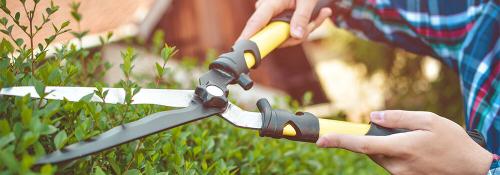 Как омолодить клубничные кусты для богатого урожая 09