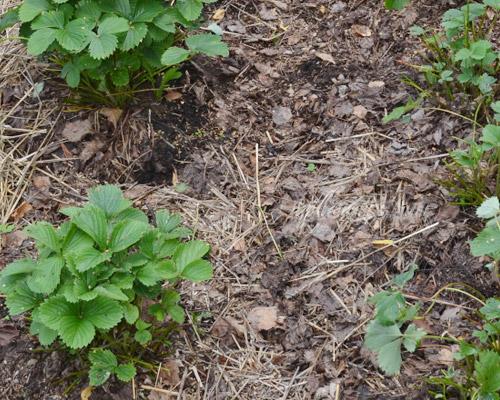 Как часто нужно обрезать усы у клубники в течение сезона. Когда обрезать листья у клубники