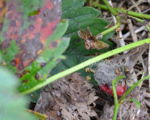 Нужно ли обрезать все усы у клубники или только некоторые. Зачем обрезать усы и листья