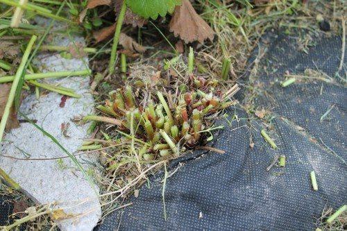 Какие ошибки при обрезке усиков клубники летом могут привести к снижению урожайности. 4 частых ошибки, допускаемых при обрезке клубники