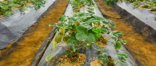 Подкормка клубники в ноябре. Подкормка клубники осенью, особенности внесения удобрений