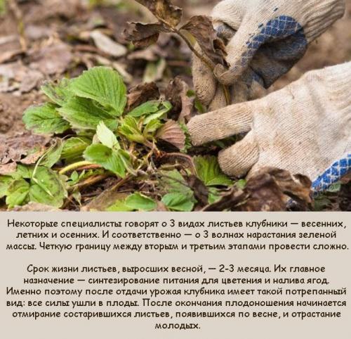 Об уходе за клубникой после сбора урожая. Нужен ли садовой землянике уход после плодоношения