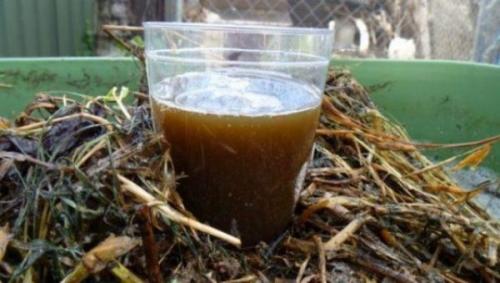 Чем подкормить клубнику после сбора урожая. Чем подкармливают клубнику