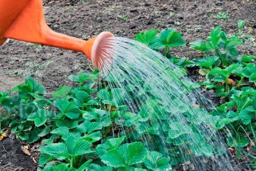 Чем обработать клубнику после сбора урожая от болезней и вредителей. Обработка клубники после плодоношения
