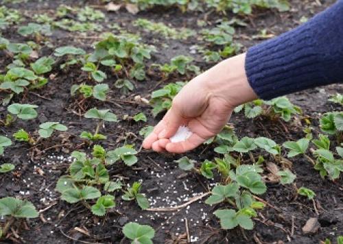 Подкормка клубники осенью в сентябре. Как и чем подкормить клубнику осенью для лучшего роста ягод